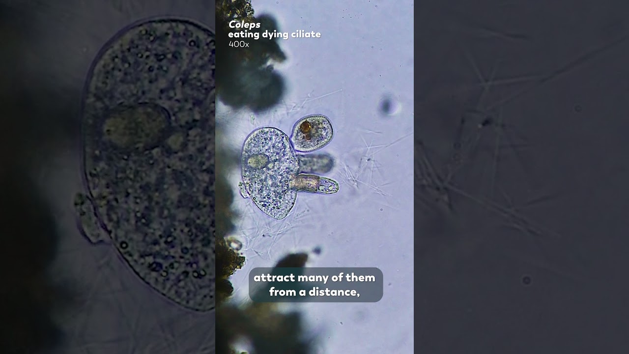 Microbes That Suck Chunks Off Their Prey