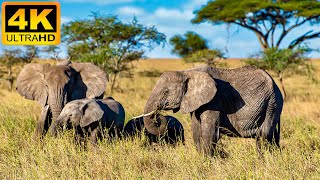 4K African Wildlife - Wild Animals of Africa - Real Sounds of Africa - 4K Video Ultra HD