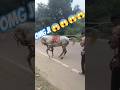#_horse #_dance _#video #_like #_comments #_shorts ❤️❤️❤️