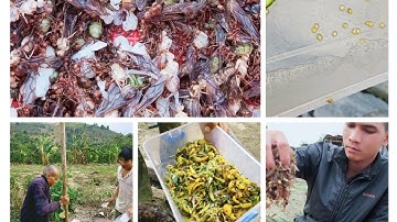 Dân Êđê với Đặc sản Kiến Vàng Giã Cà Đắng,|weaver ants cook bitter vegetables