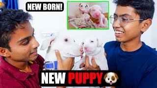 NEW-BORN PUPPY⁉️ | FROM DAY 0 to DAY 30 🐶 | NILA GAVE BIRTH 🥳 | VelBros Tamil
