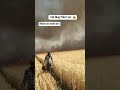 🌾 गेहूं 🔥🔥🥺😭🥹😭 #trending #reels #farming #viral #shorts #गेहूं #wheat #krishiharvester #krishi