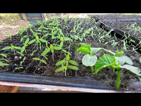 5days after the cucumber germinated giving them some starter fertilizer