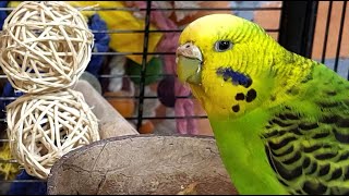 7 Hours Of Budgie Sounds For Relaxation