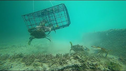 GoPro Underwater Crab Trap / Crab Net