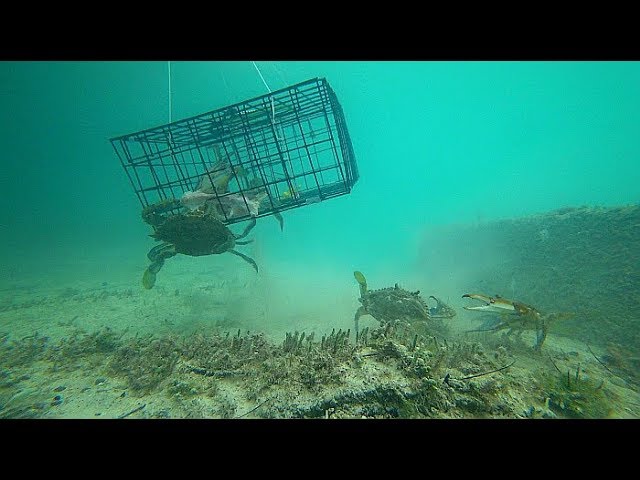 GoPro Underwater Crab Trap / Crab Net 