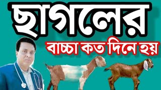 ছাগল কত দিনে বাচ্চা দেয়।ছাগলের গর্ভ কাল কতদিন।