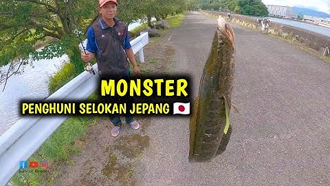 BERBURU MONSTER PENGHUNI SELOKAN JEPANG || IKAN GABUS JEPANG TARIKANYA MANTAAAP