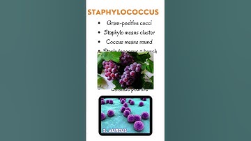 Introduction to Staphylococcus a Gram Positive Cocci #microbiology #bacteriology