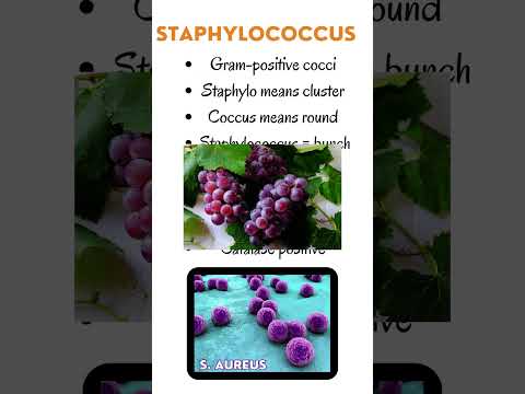 Video: Is staphylococcus grampositief?