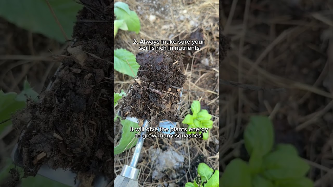 Time to make a squash army!