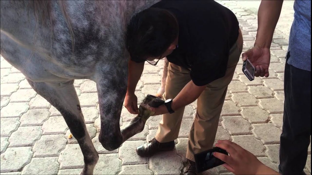 Diagnóstico de Claudicaciones en Equinos (Caso Clínico)