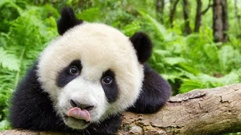 映画『アース：アメイジング・デイ』予告編