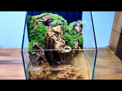 滝の流れるコケリウムを作る【part20】 20センチ水槽
