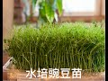 室内种植豌豆苗， 无土种植豌豆苗，planting and maintaining  pea shoots, 简单易学，零失败