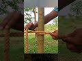Tying a rope very tightly around a tree trunk #knot #rope #diy #shorts