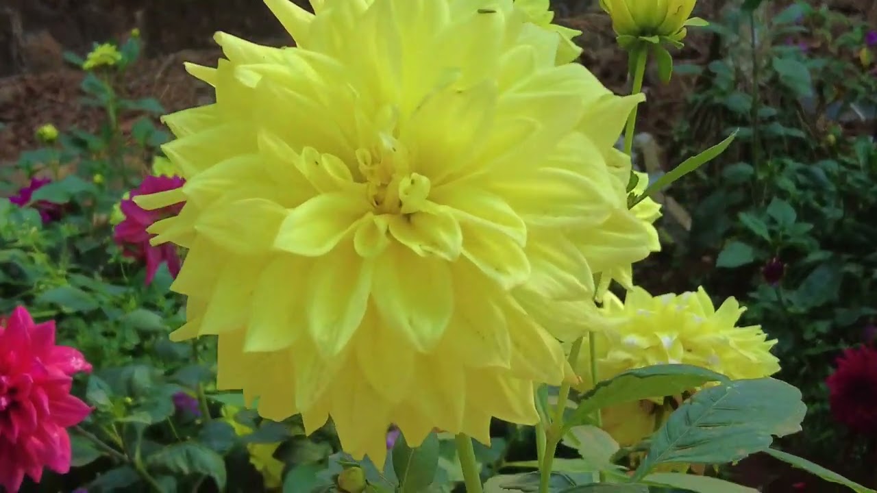 Poopoli 2026 |wayanad poopoli |ambalavayal |wayanad flower show