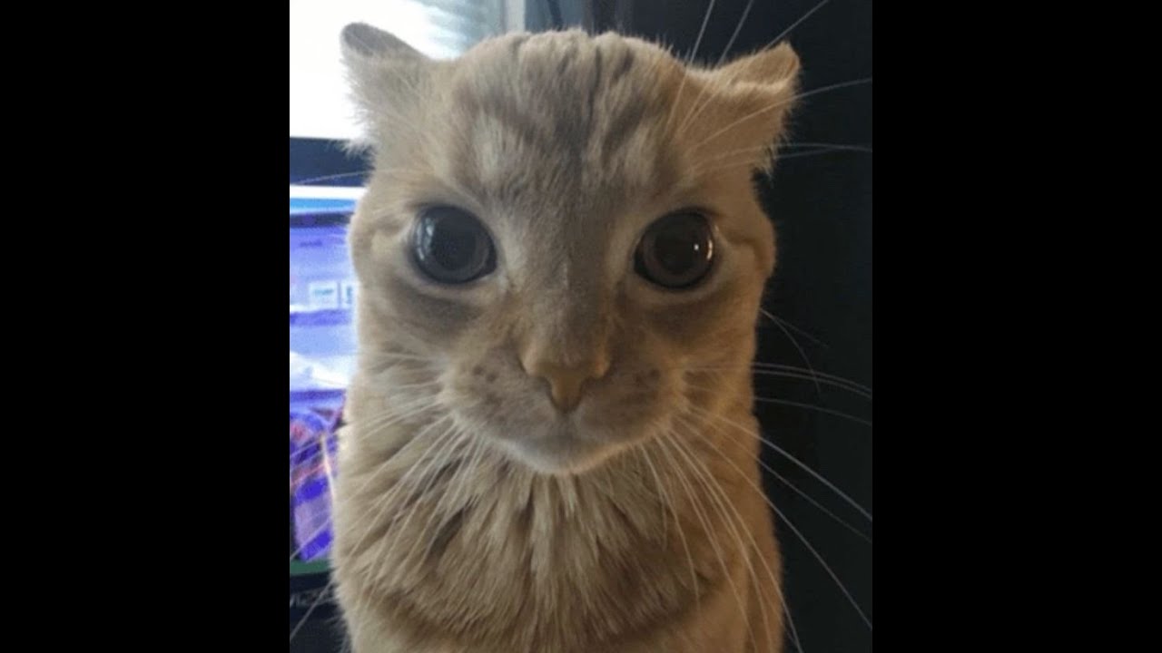 Trying unfairness (best misscount 21)