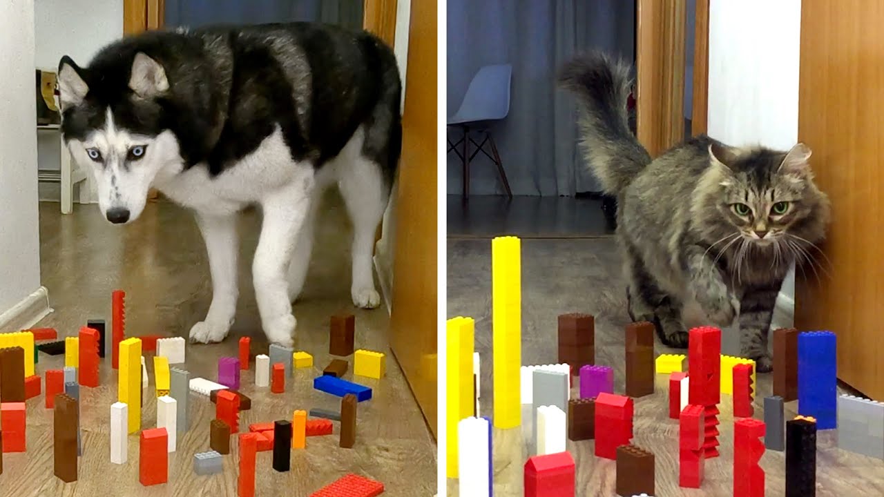 Careful Huskies VS Crazy Cats! Obstacle Challenge Dog And Cat - YouTube