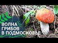 Грибной бум в лесах подмосковья. Полные корзины грибов. Сентябрь 2021