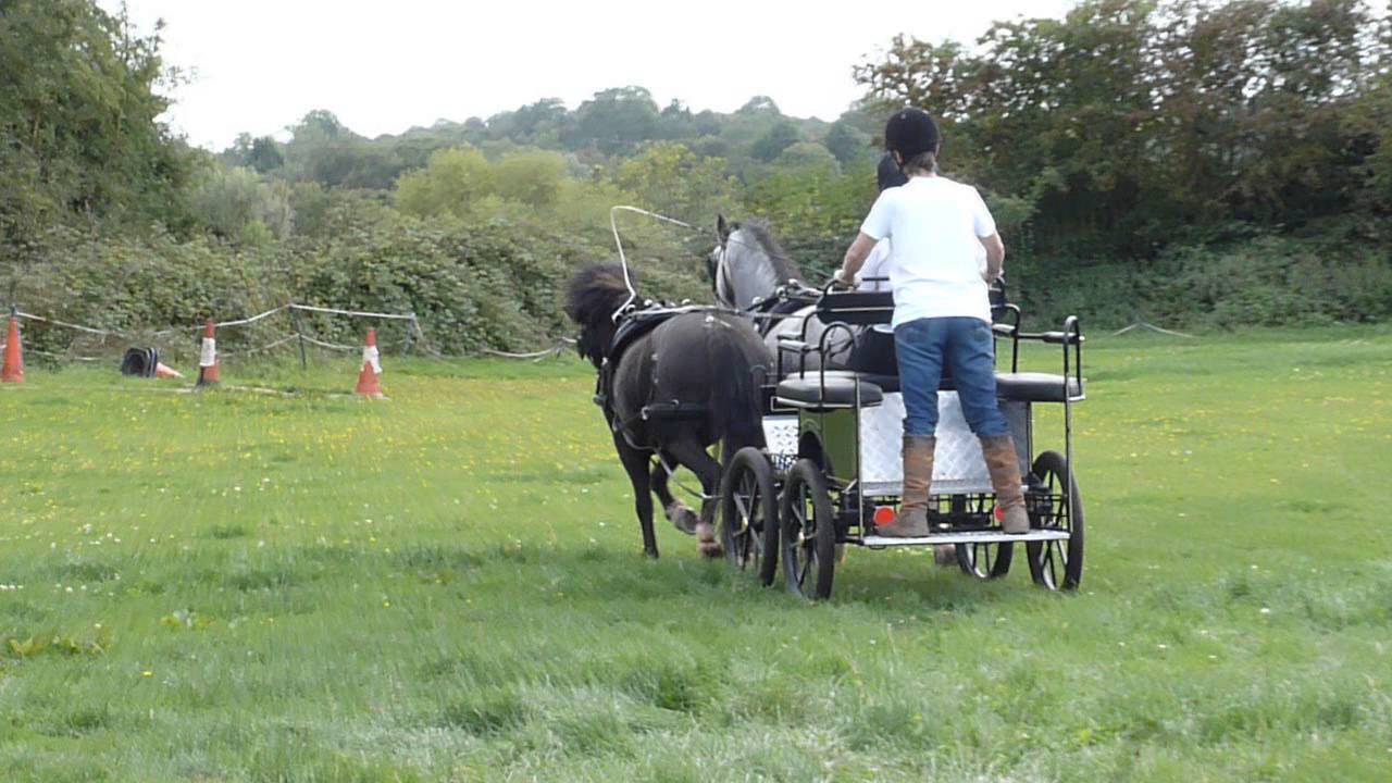 Shamrock & Monty Driving 1