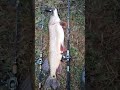 Рыбалка Западная Двина щука 19 кг на берегу ч 5