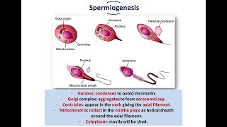 Introduction to Embryology + Gametogenesis (Spermatogenesis and Oogenesis)