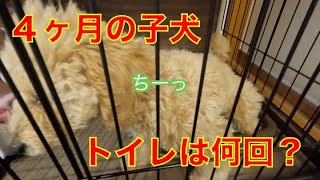 生後４ヶ月の子犬は１日何回トイレに行く？