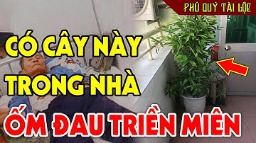 Cảnh Báo: Chớ Dại Trồng 6 Cây Này Trong Nhà Kẻo Cả Gia Đình ỐM ĐAU TRIỀN MIÊN, Tiền Vàng Tiêu Tán