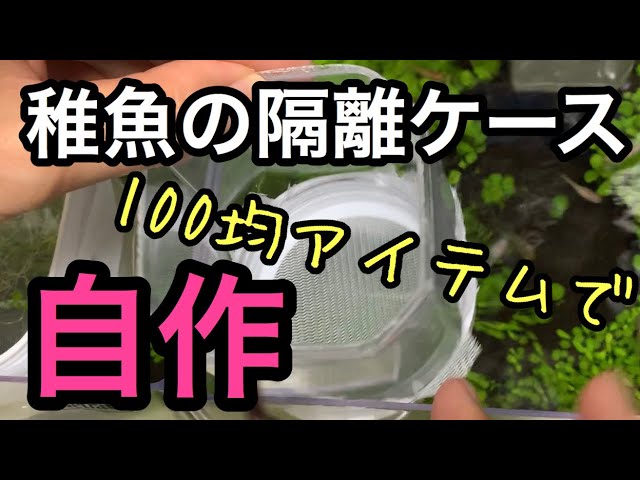 100均アイテムでめだか稚魚の隔離ケースを自作 Youtube