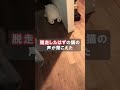 猫が行方不明!?衝撃の隠れ場所!【鳴き声かわい過ぎ】