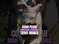 CRIMSON DESERT: COMO PEGAR O CERVO BRANCO (MONTARIA LENDÁRIA RÁPIDA!)