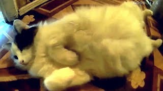 The Old Cat is Pregnant by GOOD ALEX 260 views 3 years ago 45 seconds
