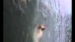Oak run jumping off the boat