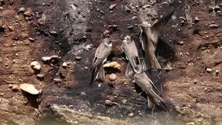 Sand Martins