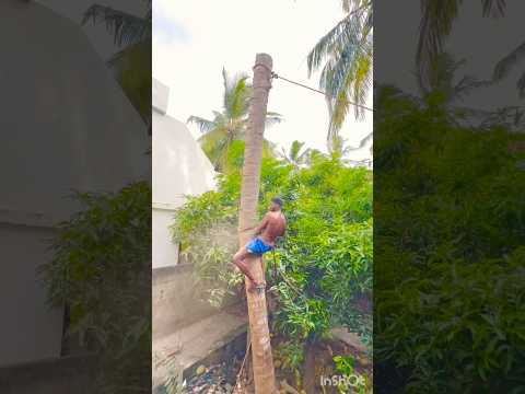 Tree#cutteraravind#toptrendingvodes#kanyakumari8248851253
