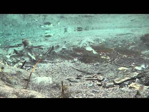 Video: Hur Man Fångar En Muskrat