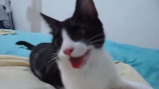 Katze denkt sie wäre ein Hund - Videos by Videos Germany 71,469 views 9 years ago 3 minutes