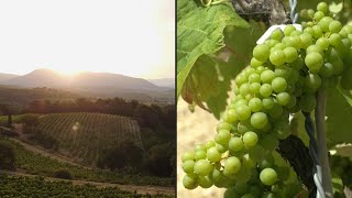 Could this solution help vineyards stave off the effects of climate change? | AFP screenshot 4