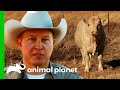 Carefully Guiding A Huge Stray Bull Back To The Ranch | Lone Star Law