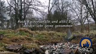 Vergiss Die Wildtiere Nicht Futterstellen Ganz Einfach Anlegen...