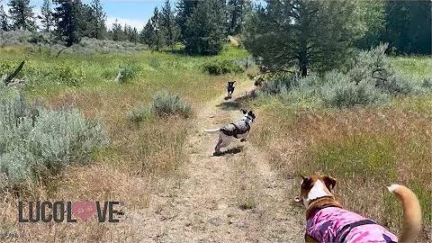 Lucolove Dog Cooling Vest - Keep Your Pup Cool and Comfortable All Summer Long