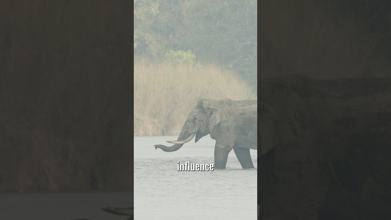Secret Valley of Elephants