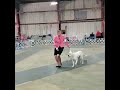 Dogo Argentino The Down And Back Freestack AKC March 2022