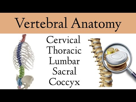 Video: Care parte a unei vertebre este cunoscută ca centru?