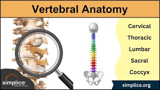Vertebral Column Anatomy and Bones [Cervical, Thoracic, Lumbar, Sacral Spine]
