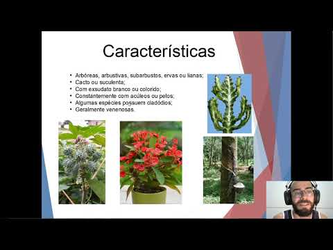 Vídeo: Família Euphorbiaceae: descrição e distribuição
