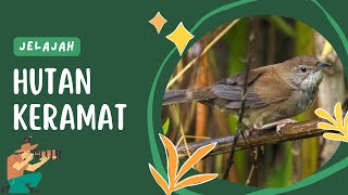 Pemalu Bersuara Merdu | Burung Ceret Jawa