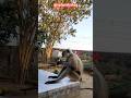 Hanumaan Comes to our Yard #animal #dog #cute #wildanimals #elephant #monkey