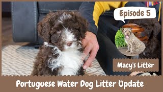 Macys Akc Portuguese Water Dog Litter Update - Feb 1 2022